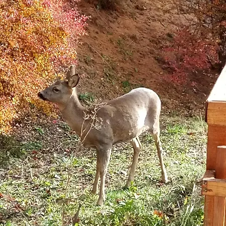Les Brantes, Refuge Atypique A בקתה ויסונה
