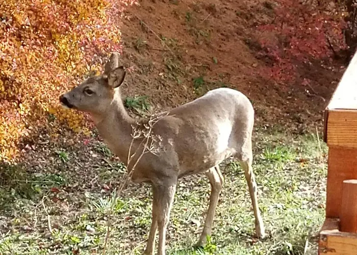 Les Brantes, Refuge Atypique A シャレー ヴェゾナ